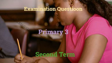 Primary 3 Exam Questions Second Term Edudelight